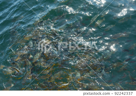 Saltwater fish (Medina) cage 92242337