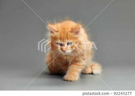 portrait of a red-haired little kitten on a gray background close-up portrait of a red-haired little kitten on a gray background close-up 92243277