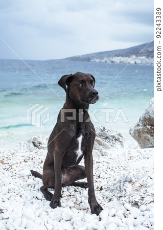 pretty big black wet dog pet at sea coast, lifestyle travel with dog concept close up pretty big black wet dog pet at sea coast, lifestyle travel with dog concept close up 92243389