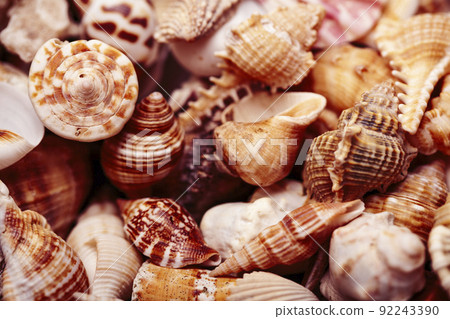 a lot of seashells diverse form on background close up a lot of seashells diverse form on background close up 92243390