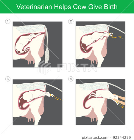 Veterinarian Helps Cow Give Birth. Illustration... - Stock Illustration ...