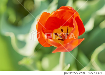 春季園藝鬱金香 92244371