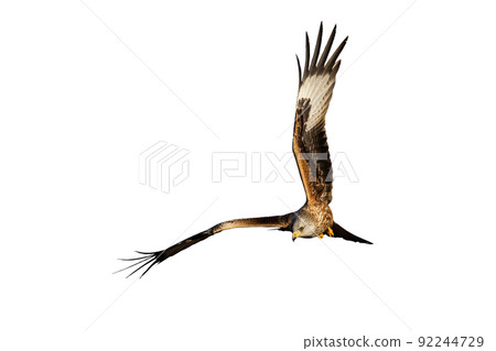 Red kite with spread wings isolated on white background 92244729