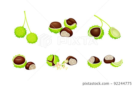Raw chestnuts set. Edible chestnut or castanea sativa with spiny shell and nuts vector illustration Raw chestnuts set. Edible chestnut or castanea sativa with spiny shell and nuts vector illustration 92244775