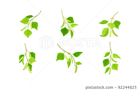 Birch twigs set. Sprigs of green spring tree vector illustration Birch twigs set. Sprigs of green spring tree vector illustration 92244825