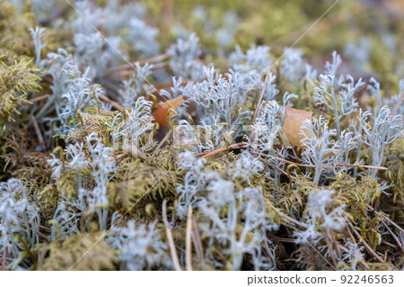 Beautiful gray moss on the floor, moss close-up. Close-up of moss in a pine forest on a cool autumn day 92246563