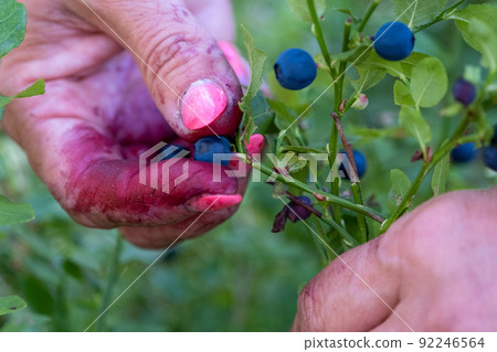 Woman hand picking up wild blueberries from sun lit shrub in forest, closeup detail. 92246564