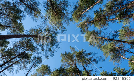 Tree tops against blue sky. Pine forest is a natural resource. 92246565