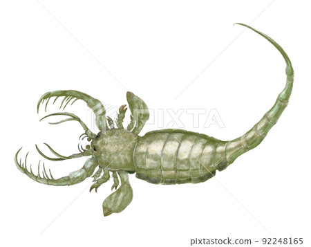 Eurypterid Mixopterus restoration original... - Stock Illustration ...