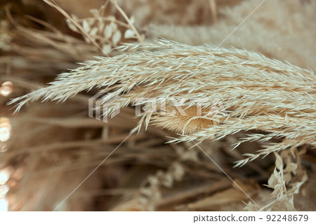 Macro photography of flowers and plants, yellow ears of rye and wheat on a white background, dried flowers for home decor, 8 march, selective focus. 92248679