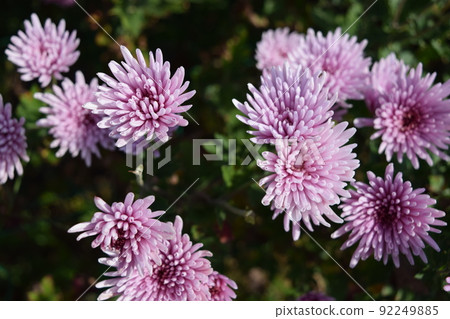食用菊花當地烹飪食材 92249885