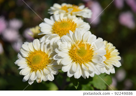 食用菊花當地烹飪食材 92249886