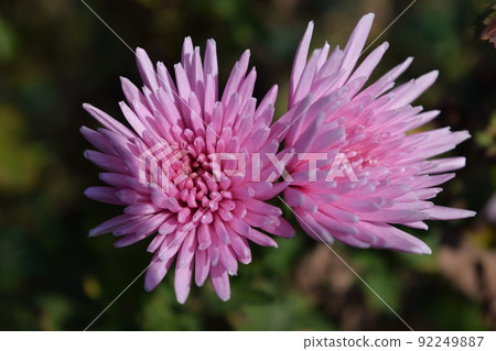 食用菊花當地烹飪食材 92249887