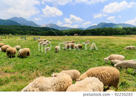 Sheep grazing on the ranch Sheep grazing on the ranch 92250283