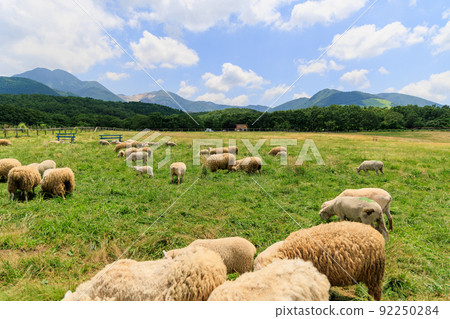 Sheep grazing on the ranch 92250284