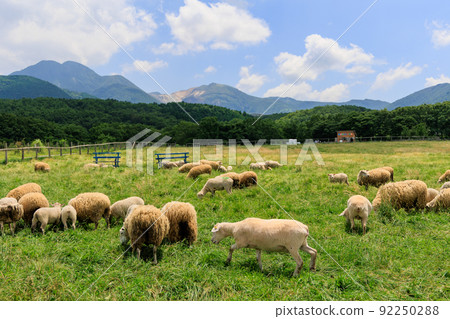 Sheep grazing on the ranch 92250288