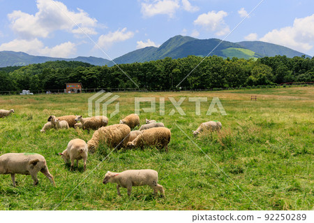 Sheep grazing on the ranch 92250289