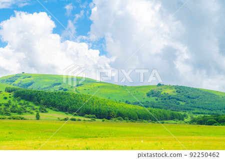 Raised bog in the sky, Yashimagahara marsh in summer [Nagano Prefecture] 92250462