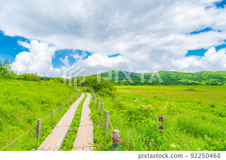 Raised bog in the sky, Yashimagahara marsh in summer [Nagano Prefecture] 92250468