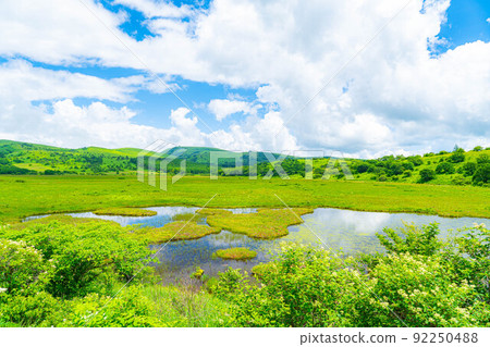 Raised bog in the sky, Yashimagahara marsh in summer [Nagano Prefecture] 92250488