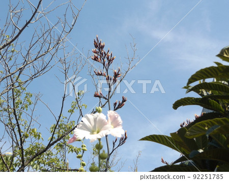 據說每40年開花一次的新賽蘭開始開花了 據說每40年開花一次的新賽蘭開始開花了 92251785