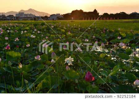 Fujiwara Kyo's lotus 92252184