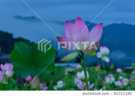 Fujiwara Kyo的蓮花 Fujiwara Kyo的蓮花 92252190