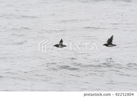 Flight of Utou 92252804