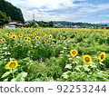 Rural sunflower field 92253244