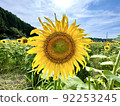 Rural sunflowers 92253245