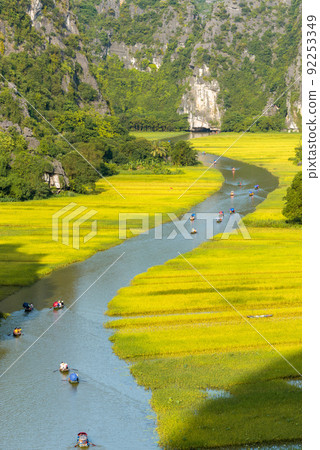 Yellow rice field on Ngo Dong river in Tam Coc Bich Dong from mountain top view in Ninh Binh, Viet Nam Yellow rice field on Ngo Dong river in Tam Coc Bich Dong from mountain top view in Ninh Binh, Viet Nam 92253349