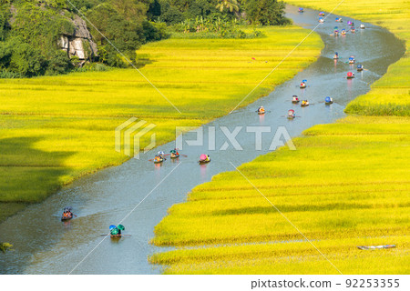 Yellow rice field on Ngo Dong river in Tam Coc Bich Dong from mountain top view in Ninh Binh, Viet Nam Yellow rice field on Ngo Dong river in Tam Coc Bich Dong from mountain top view in Ninh Binh, Viet Nam 92253355