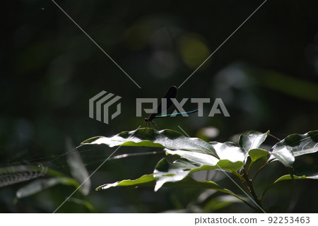 神蜻蜓 神蜻蜓 92253463