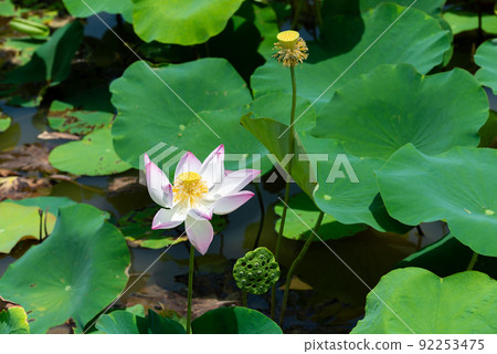 Pink lotus blooming in sunlight 92253475