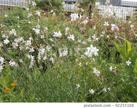The flying white flowers of butterflies are beeblossom flowers 92255108