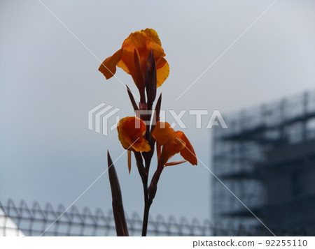 The large trumpet-shaped orange flowers are canna flowers 92255110