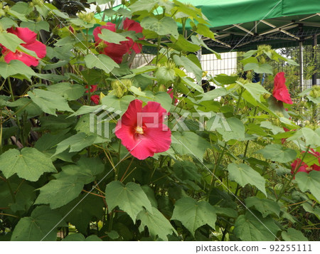 Kojima Hana no Kai Beautiful red flowers of Confederate rose in the flower field 92255111