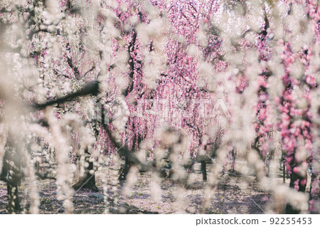 由紀神社的梅園 92255453