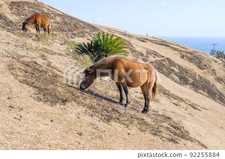 Miyazaki Ma 92255884