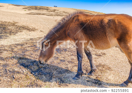 Miyazaki Ma 92255891