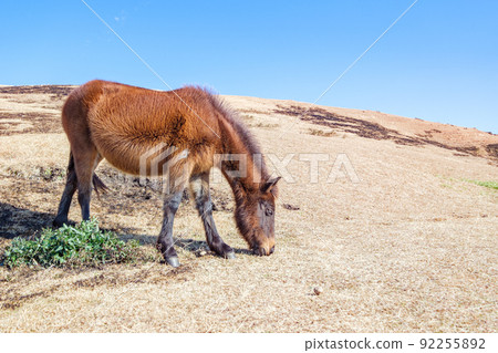 Miyazaki Ma 92255892