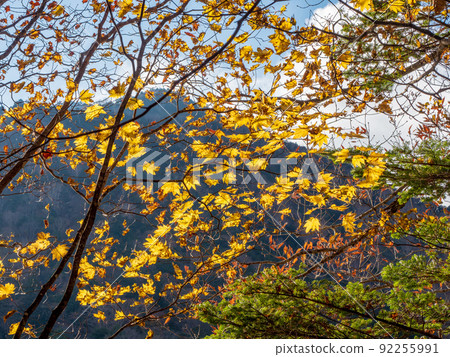 Oku-Nikko Yunoko Usagijima Autumn leaves of Acer mono Oku-Nikko Yunoko Usagijima Autumn leaves of Acer mono 92255991