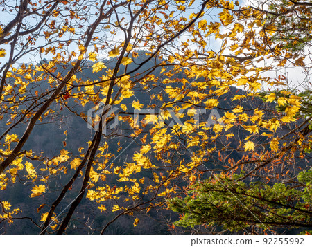 Oku-Nikko Yunoko Usagijima Autumn leaves of Acer mono Oku-Nikko Yunoko Usagijima Autumn leaves of Acer mono 92255992