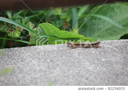 Japanese snake in the sun Japanese snake in the sun 92256053