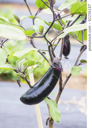 Eggplant eggplant eggplant eggplant field summer vegetables healthy vegetables medium-length eggplant light-colored vegetables image material Eggplant eggplant eggplant eggplant field summer vegetables healthy vegetables medium-length eggplant light-colored vegetables image material 92256187