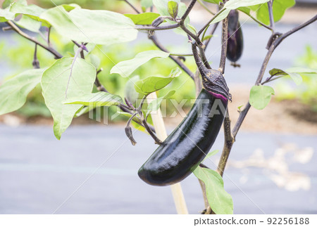 Eggplant eggplant eggplant eggplant field summer vegetables healthy vegetables medium-length eggplant light-colored vegetables image material Eggplant eggplant eggplant eggplant field summer vegetables healthy vegetables medium-length eggplant light-colored vegetables image material 92256188