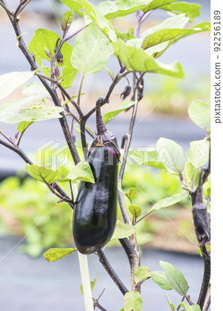 茄子茄子茄子田間夏季蔬菜健康蔬菜中長茄子淺色蔬菜圖片素材 92256189