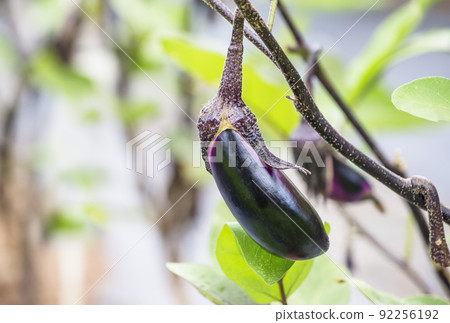 茄子茄子茄子田間夏季蔬菜健康蔬菜中長茄子淺色蔬菜圖片素材 茄子茄子茄子田間夏季蔬菜健康蔬菜中長茄子淺色蔬菜圖片素材 92256192