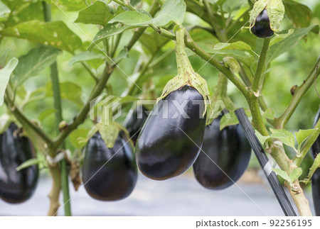 茄子茄子茄子田間夏季蔬菜健康蔬菜大米茄子淺色蔬菜圖片素材 92256195