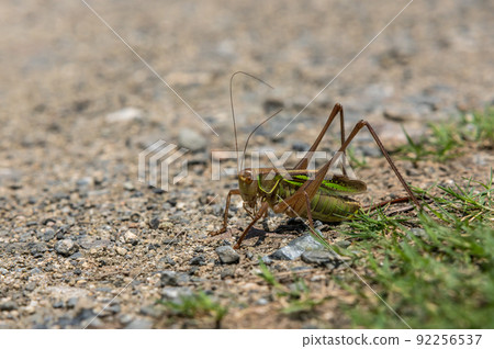 Grasshopper female Grasshopper female 92256537